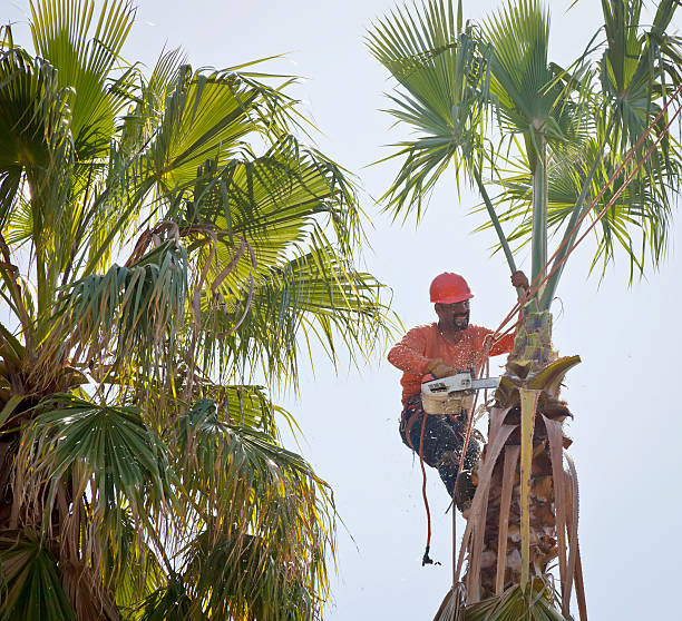 Best Tree Health Inspection  in Wharton, TX